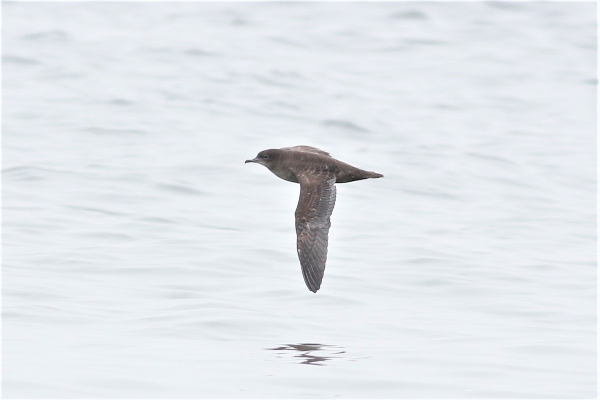 Short-tailed Shearwater - Peter Flood