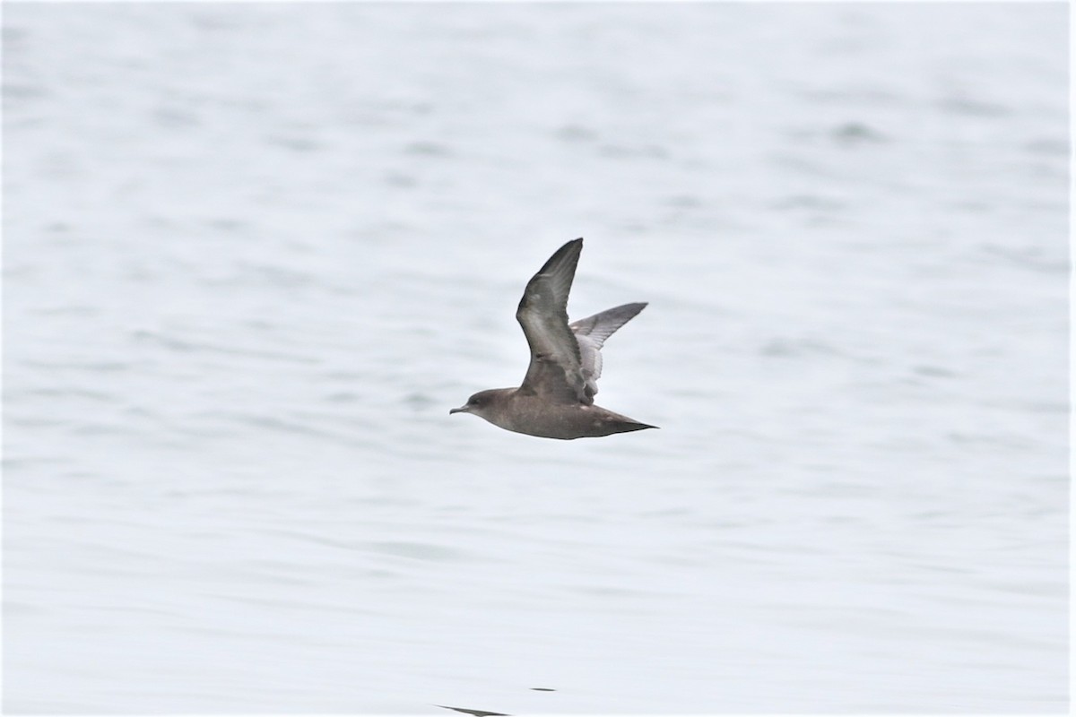 Short-tailed Shearwater - Peter Flood