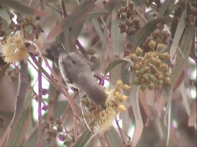 Nile Valley Sunbird - ML721603