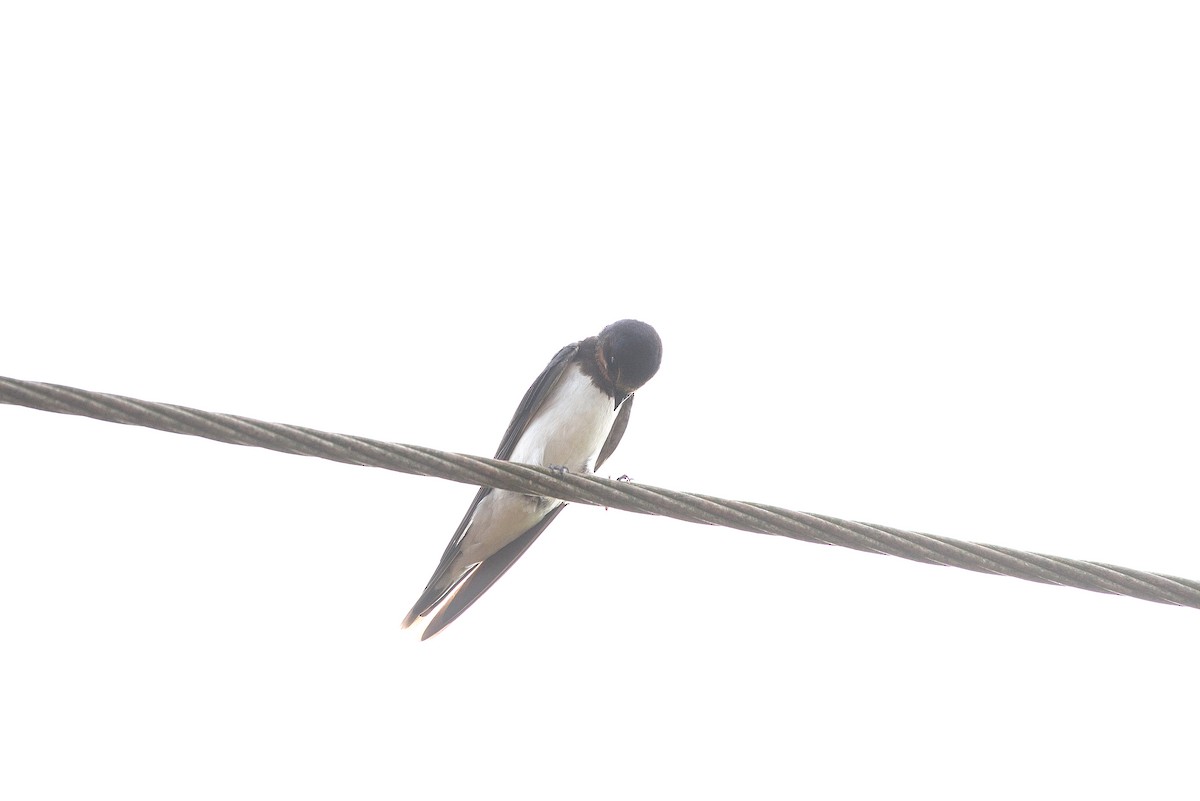 Barn Swallow - Arun Prabhu