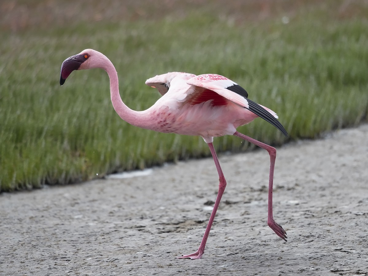 Lesser Flamingo - Niall D Perrins