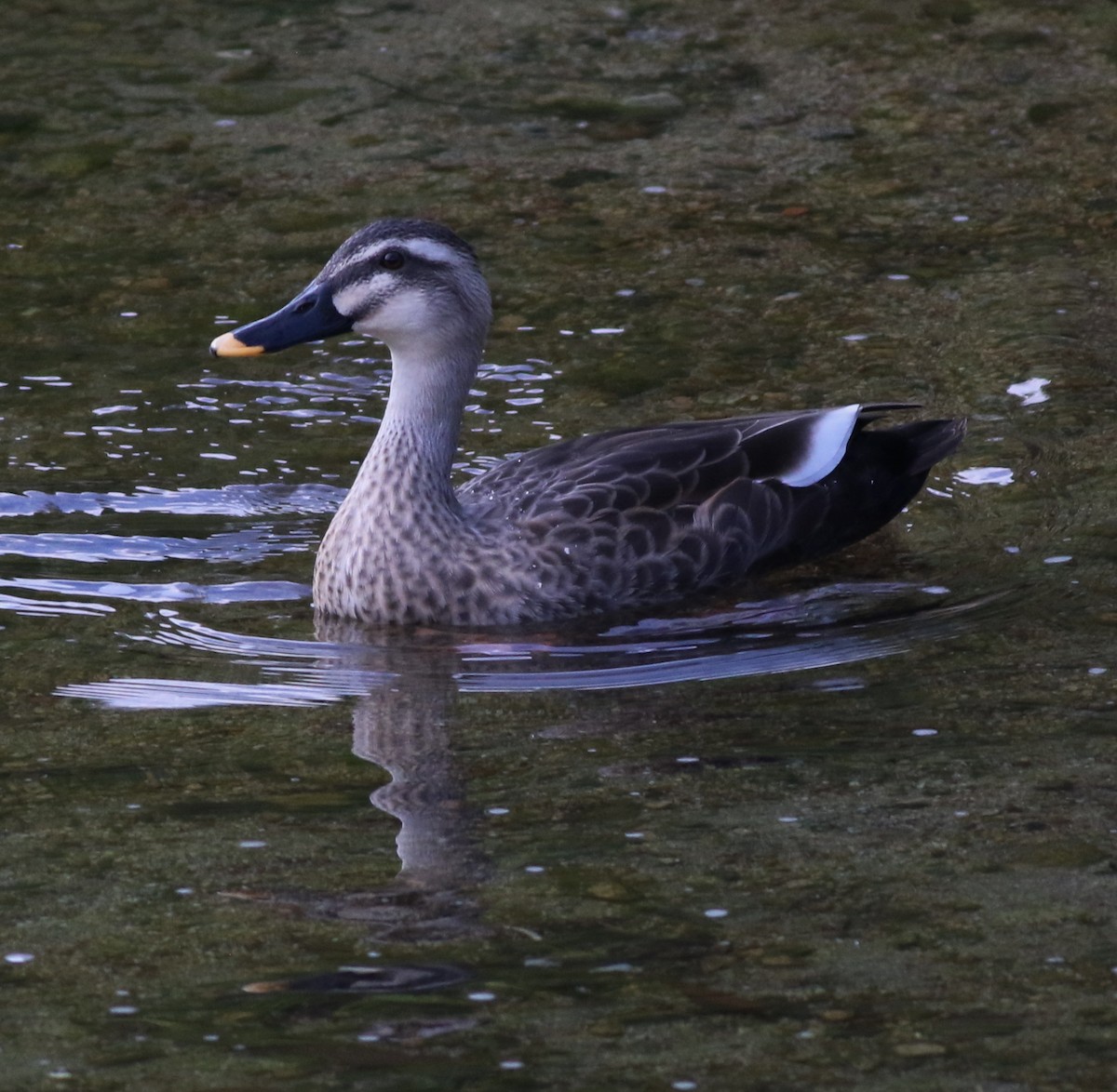 Eastern Spot-billed Duck - Derek Stokes