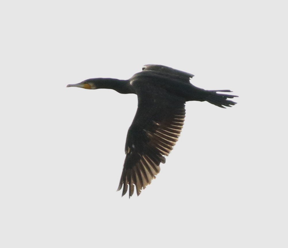 Great Cormorant - ML72161011