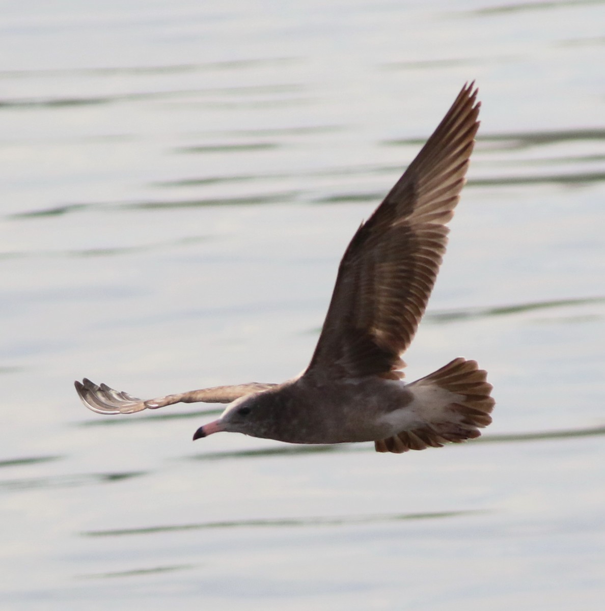 Black-tailed Gull - ML72161071