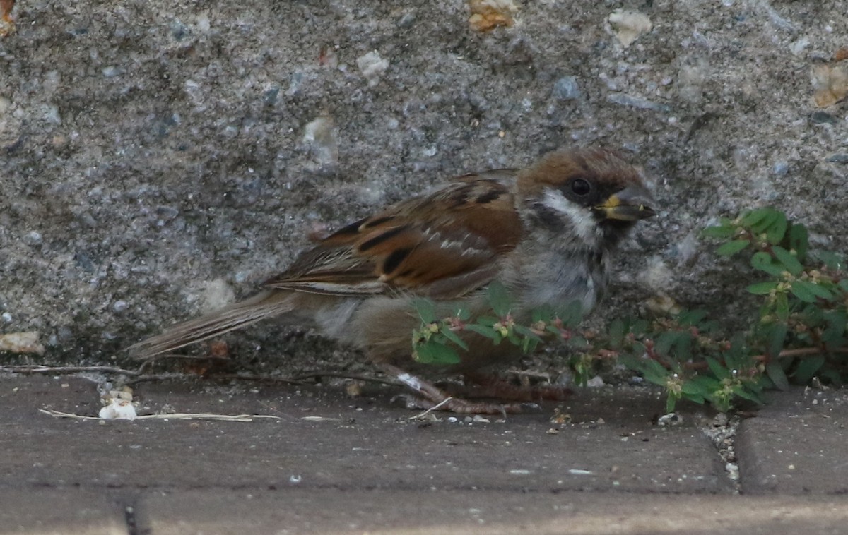 Eurasian Tree Sparrow - ML72161091