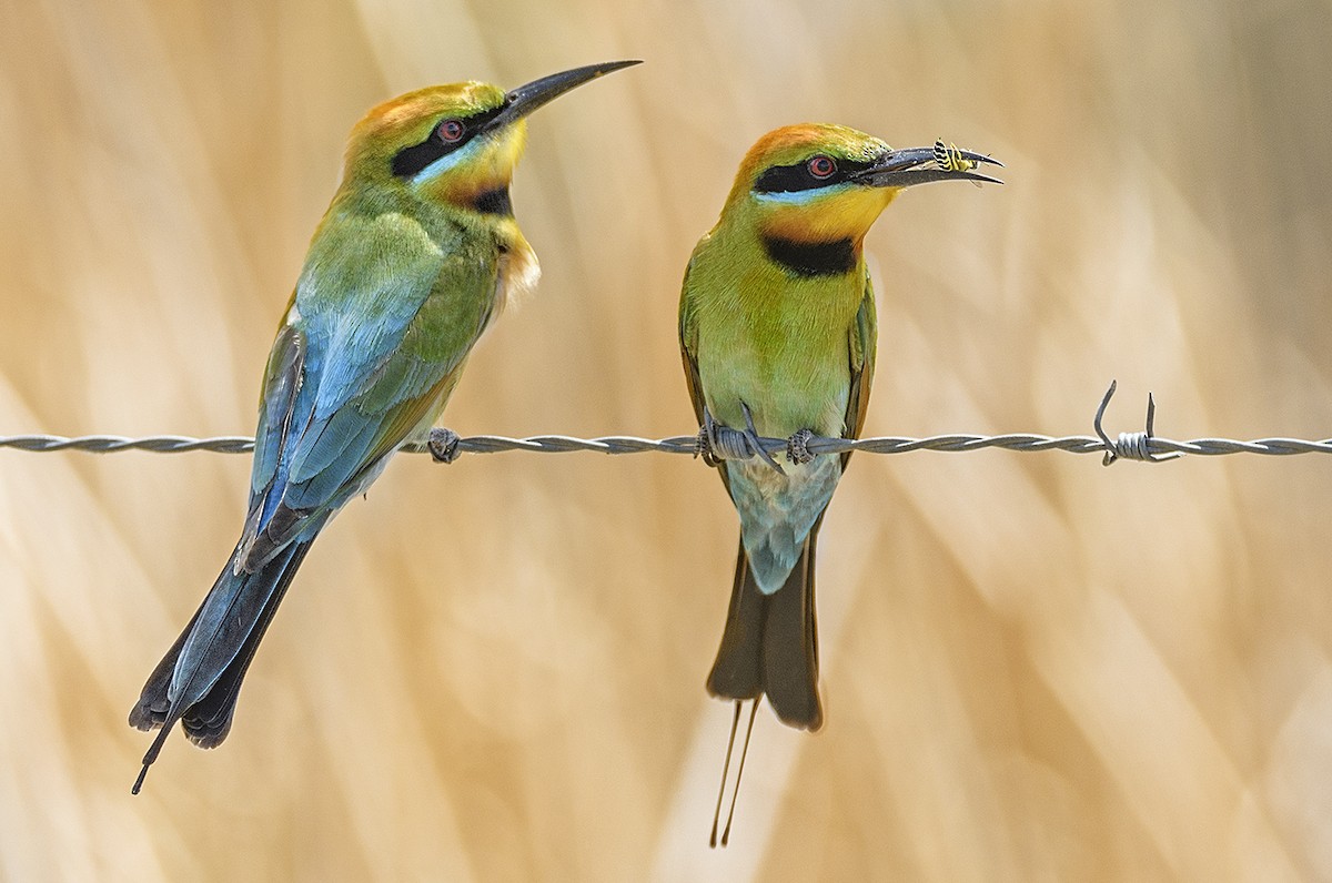 Rainbow Bee-eater - Chris Burns