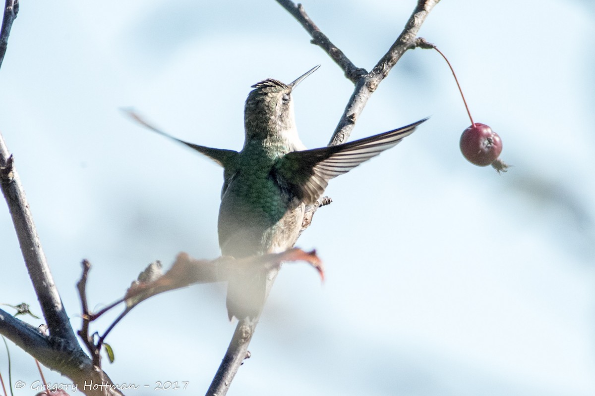 Ruby-throated Hummingbird - Greg Hottman