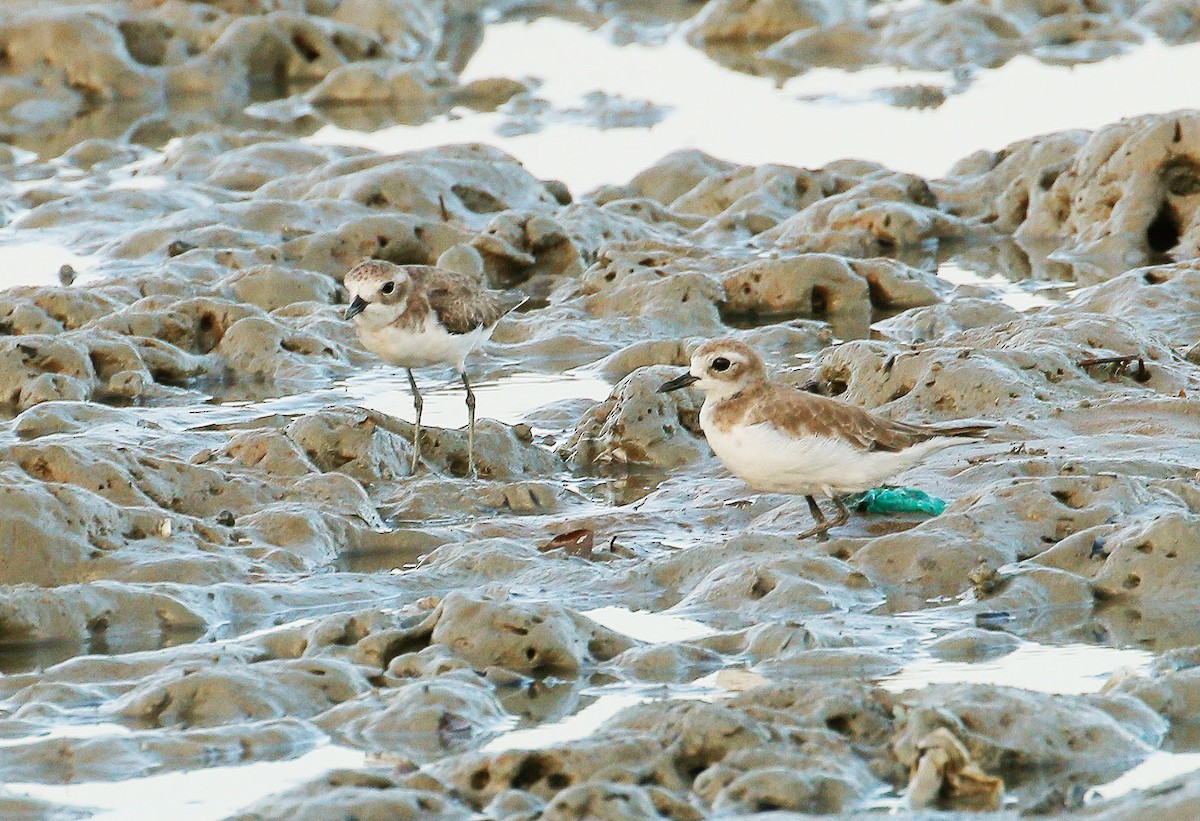 Greater Sand-Plover - Neoh Hor Kee
