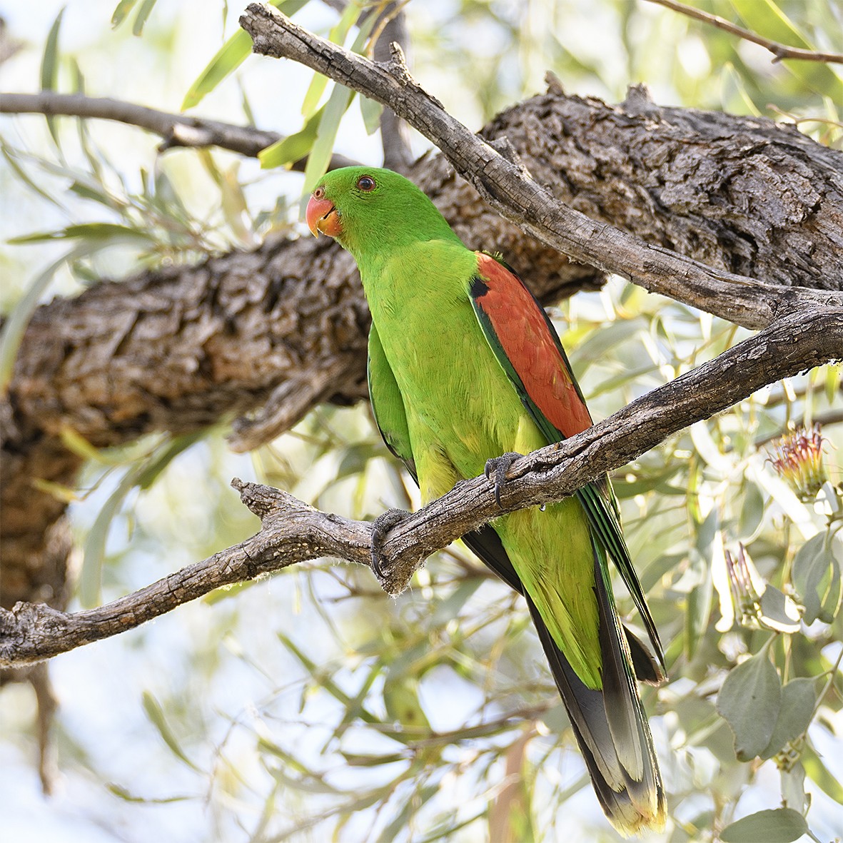 Red-winged Parrot - Chris Burns