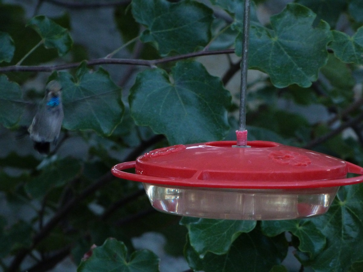 Broad-billed Hummingbird - John  Kiseda