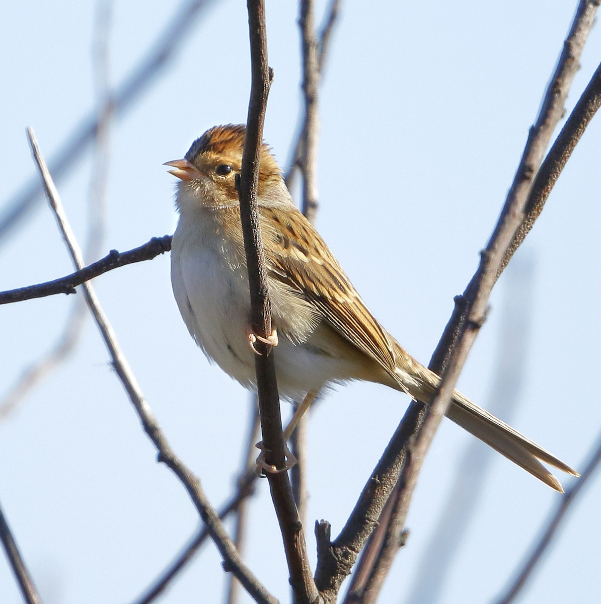 Clay-colored Sparrow - PK Spaulding