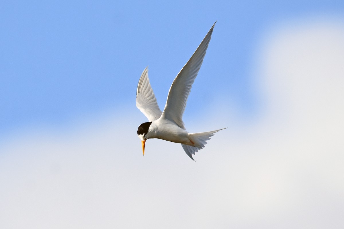 Australian Fairy Tern - Geoffrey Groom