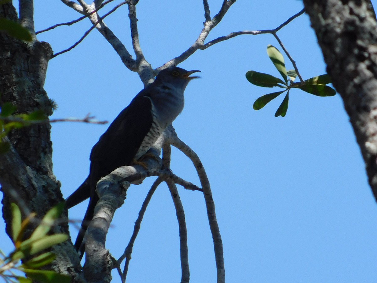Madagascar Cuckoo - ML72167621