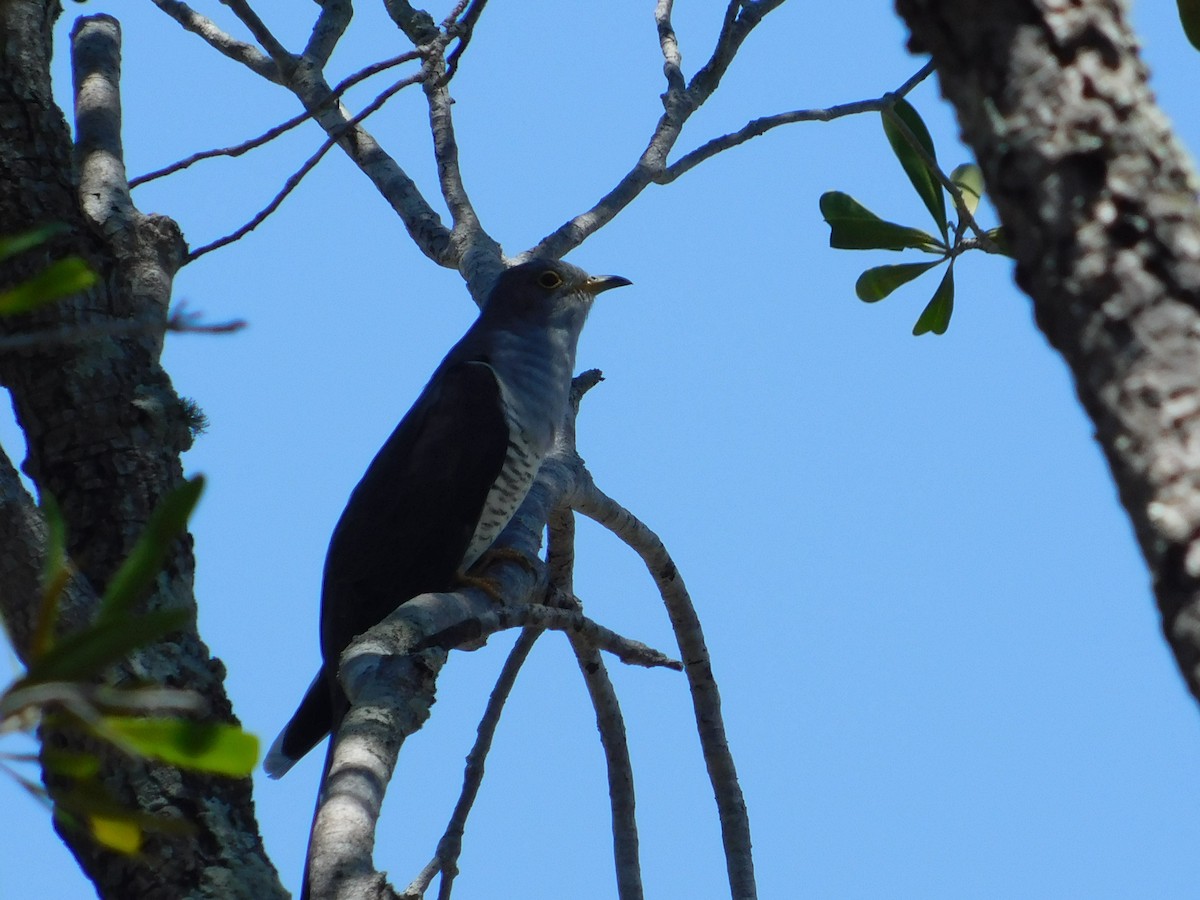 Madagascar Cuckoo - ML72167651
