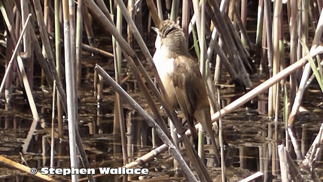 Australian Reed Warbler - ML721684