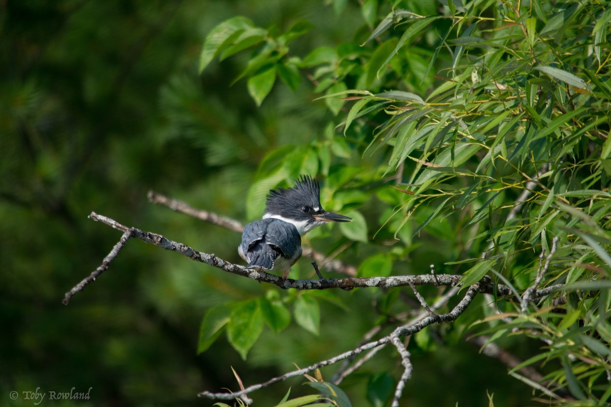 Belted Kingfisher - ML72168601