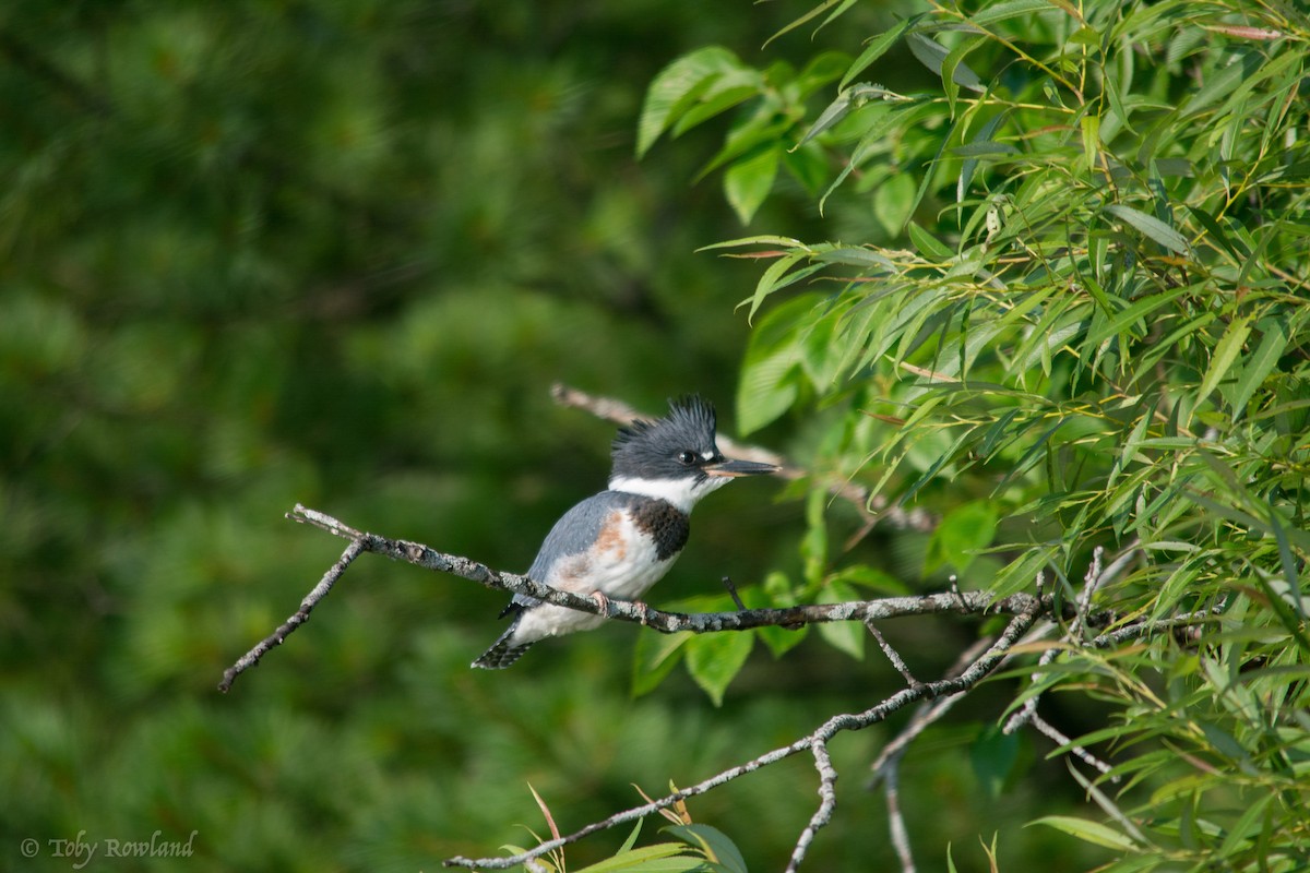 Belted Kingfisher - Toby Rowland