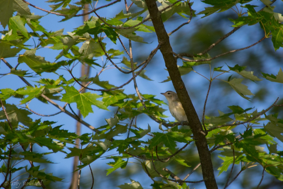 Warbling Vireo - Toby Rowland
