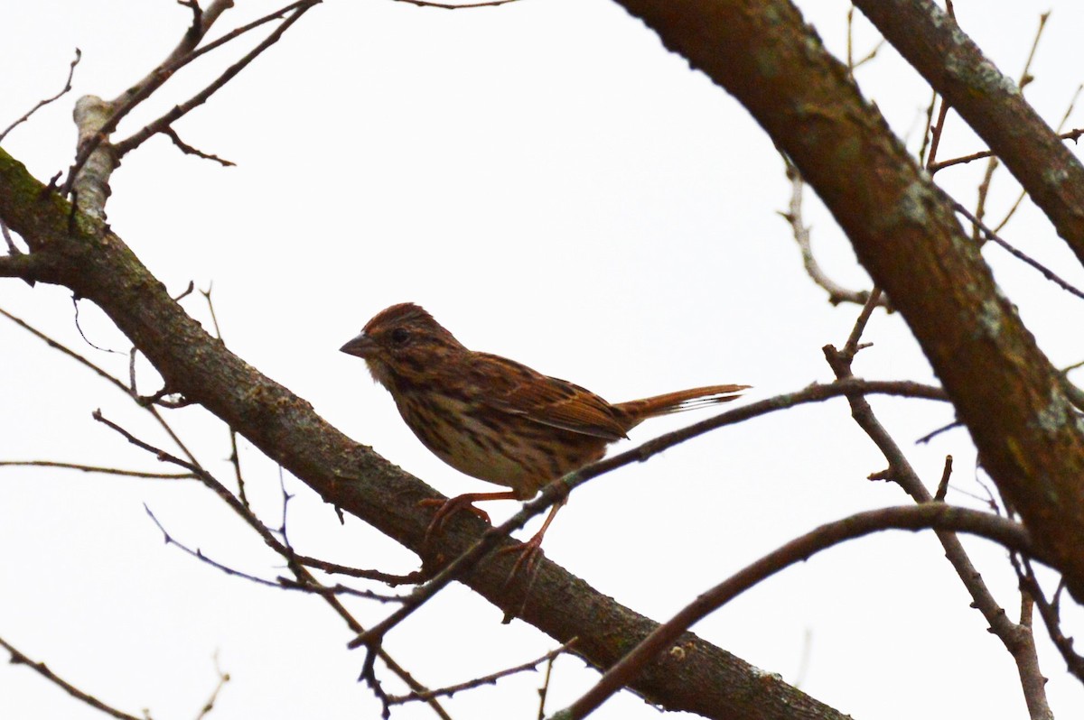 Savannah Sparrow - ML72169141