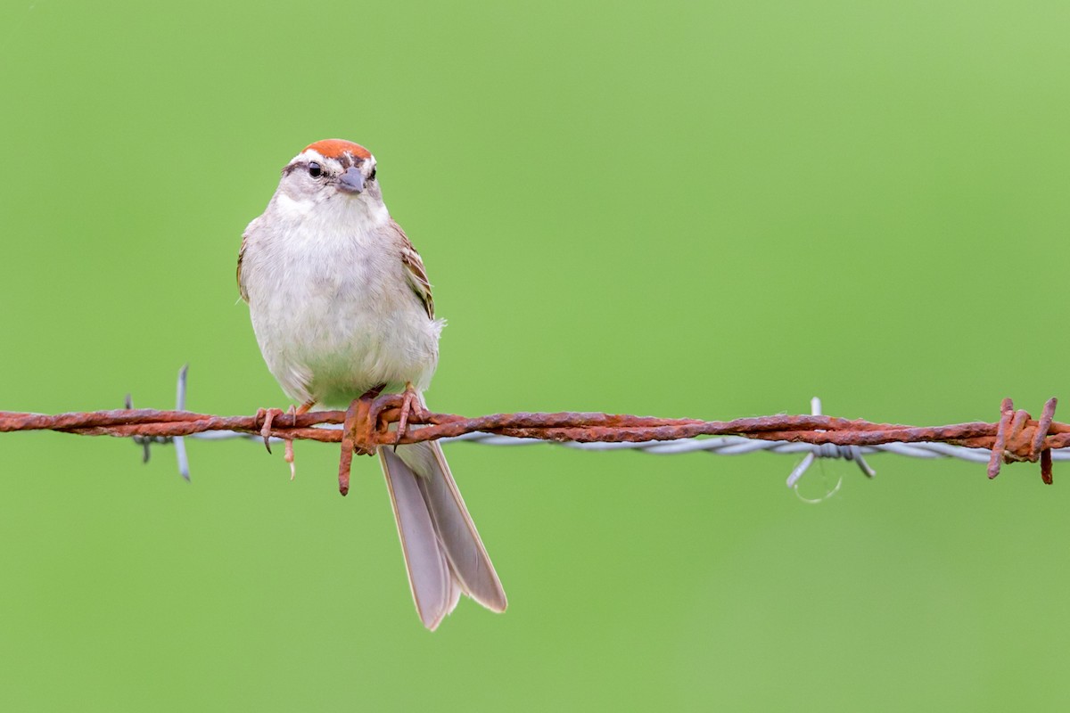 Chipping Sparrow - ML72170261