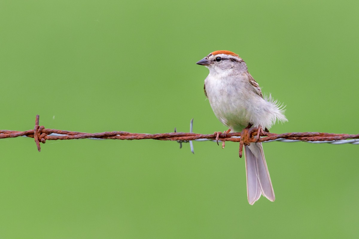 Chipping Sparrow - ML72170271