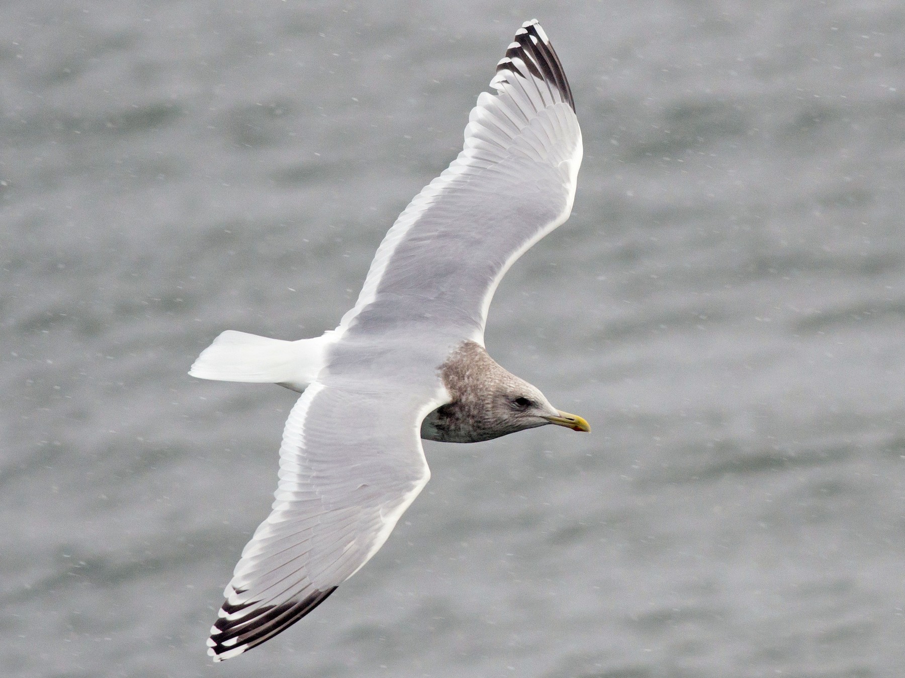 Iceland Gull - Alix d'Entremont