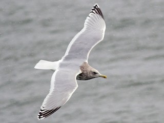 アイスランドカモメ - eBird