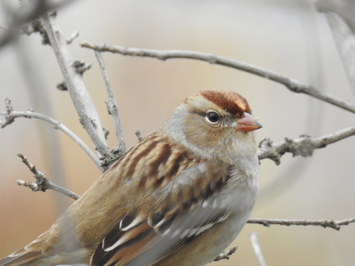 White-crowned Sparrow - Curt Davis