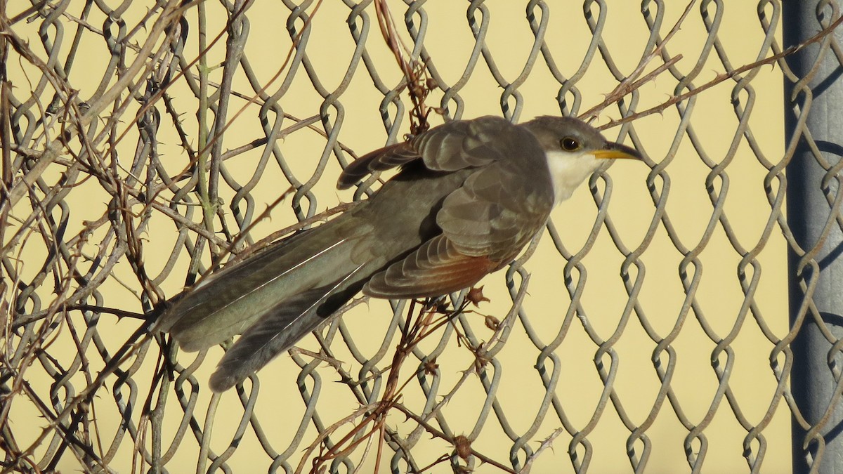 Yellow-billed Cuckoo - Brian Johnston