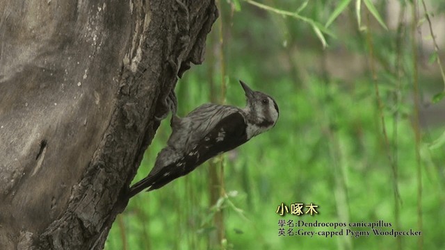 Gray-capped Pygmy Woodpecker - ML721802