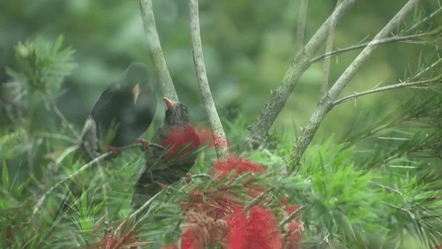 Kırmızı Gagalı Arapbülbülü (nigerrimus) - ML721804