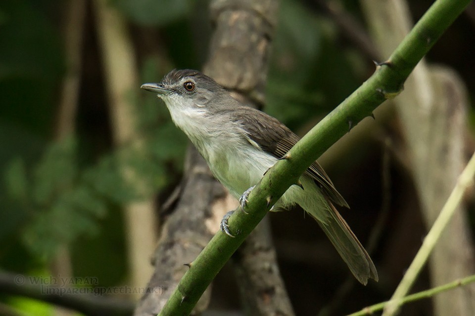 Sooty-capped Babbler - ML72181741