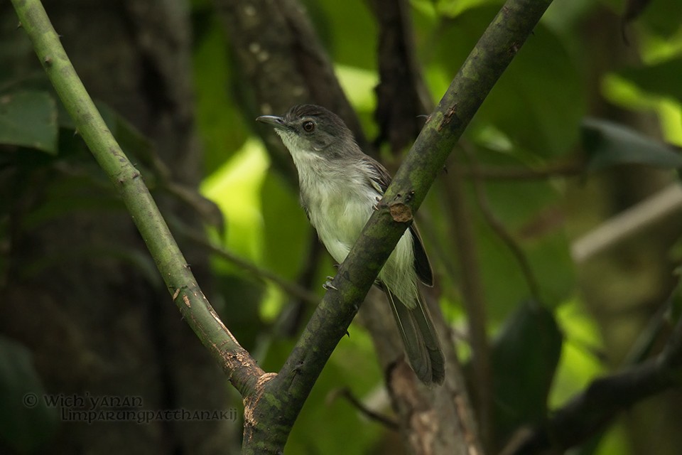 Sooty-capped Babbler - ML72181751
