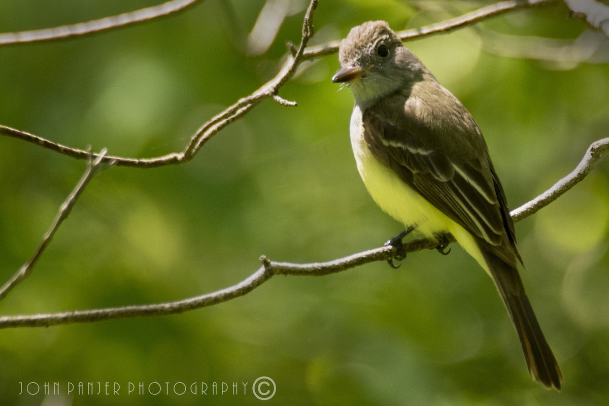 Great Crested Flycatcher - ML72182031