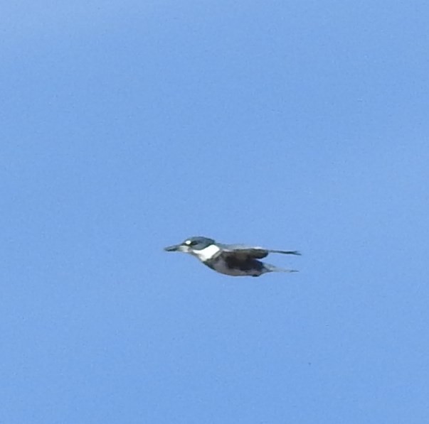 Belted Kingfisher - ML72182201