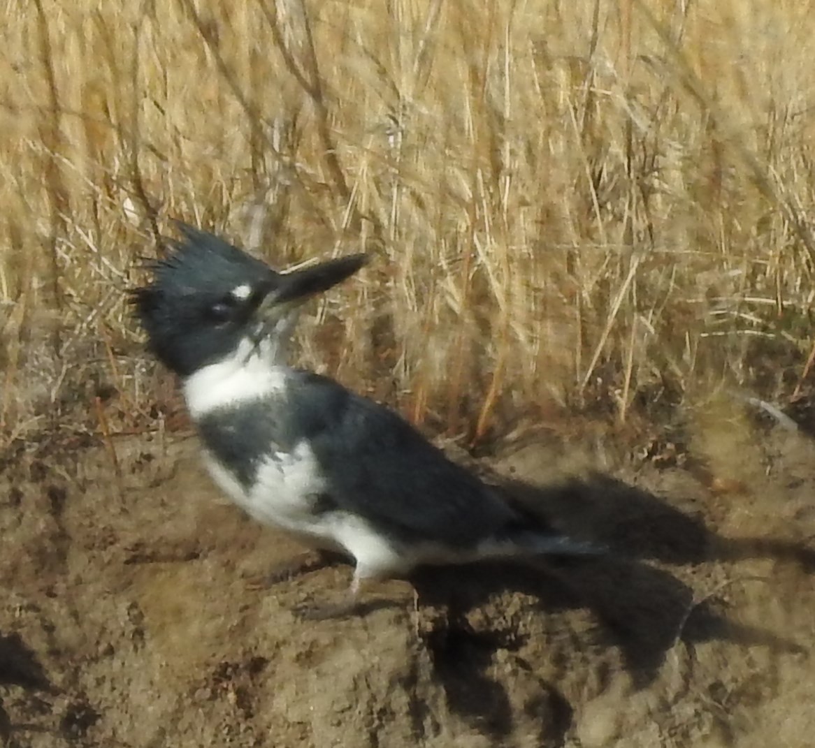 Belted Kingfisher - ML72182231
