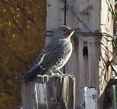 Northern Flicker (Yellow-shafted x Red-shafted) - ML72182431