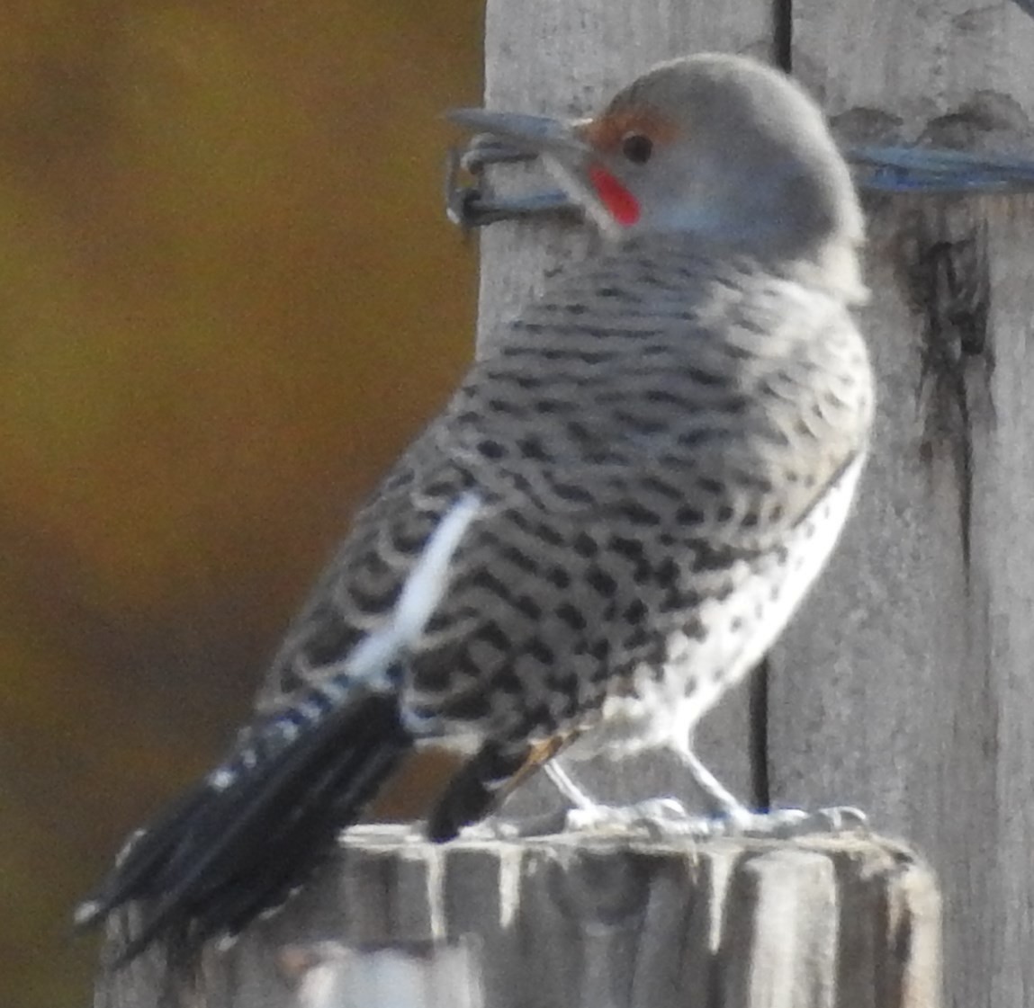 Northern Flicker (Yellow-shafted x Red-shafted) - ML72182451