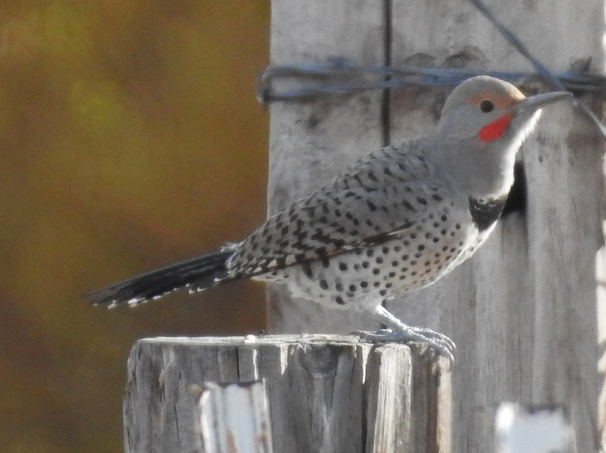 Northern Flicker (Yellow-shafted x Red-shafted) - ML72182461