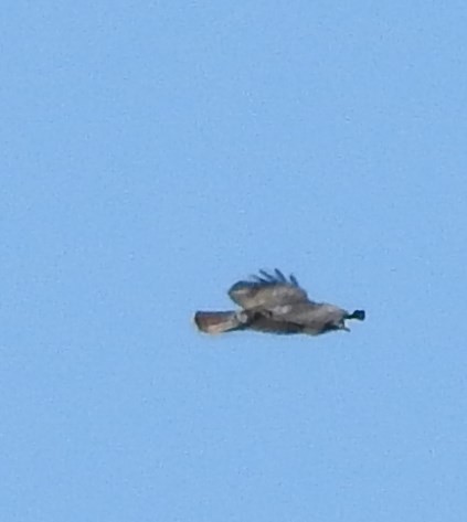 Red-tailed Hawk - ML72182641