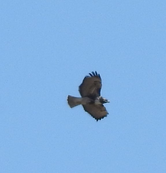Red-tailed Hawk - ML72182661