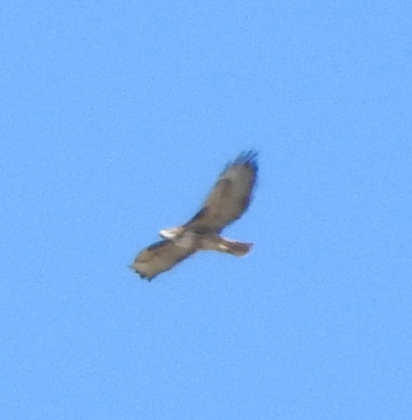 Red-tailed Hawk - ML72182721