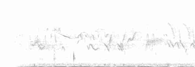 Sittelle à poitrine blanche (groupe lagunae) - ML72183431