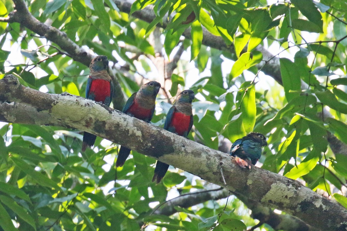 Crimson-bellied Parakeet - David Lang