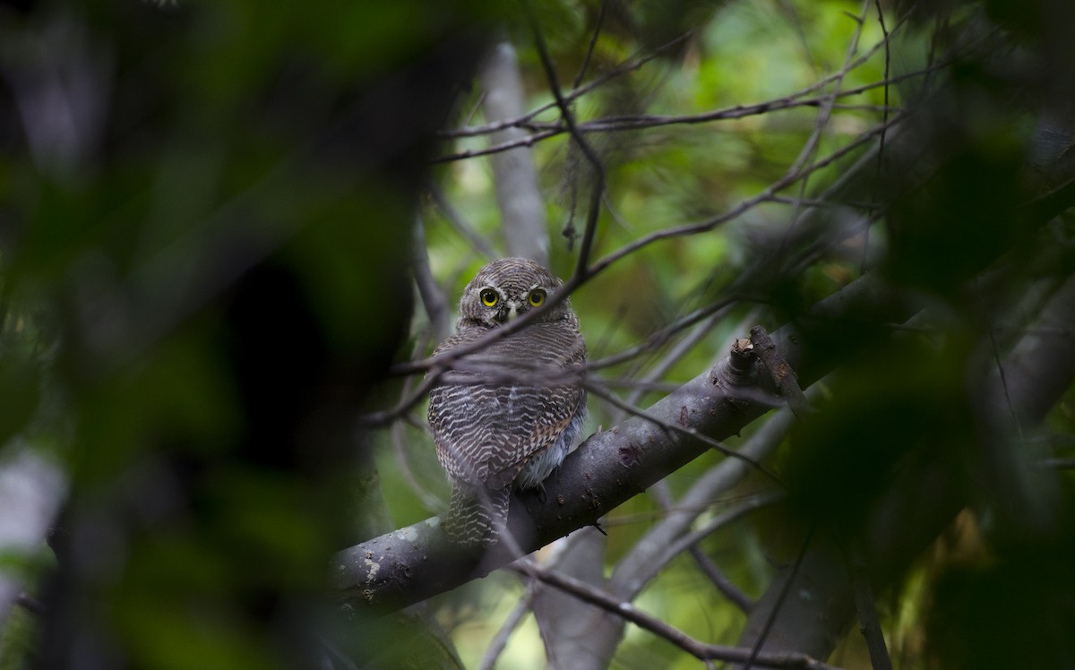 Jungle Owlet - Sutirtha Lahiri