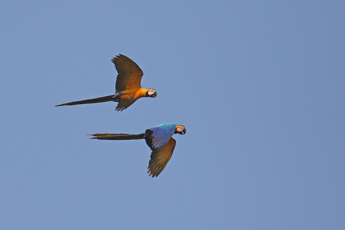 Blue-and-yellow Macaw - David Lang