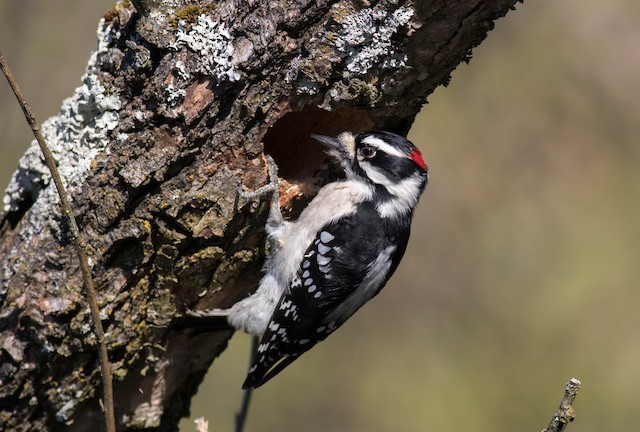 Downy Woodpecker Eggs