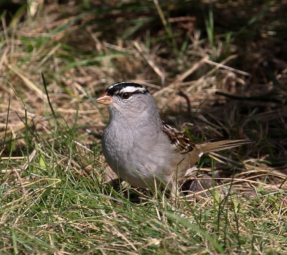 White-crowned Sparrow - Skye Haas
