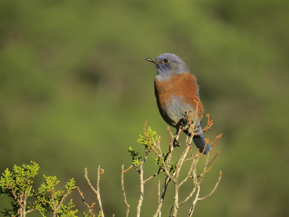 Western Bluebird - Marilyn Castillo Muñoz (Kingfisher Birdwatching Nuevo León)