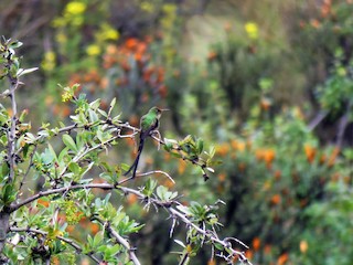 Black-tailed Trainbearer - eBird